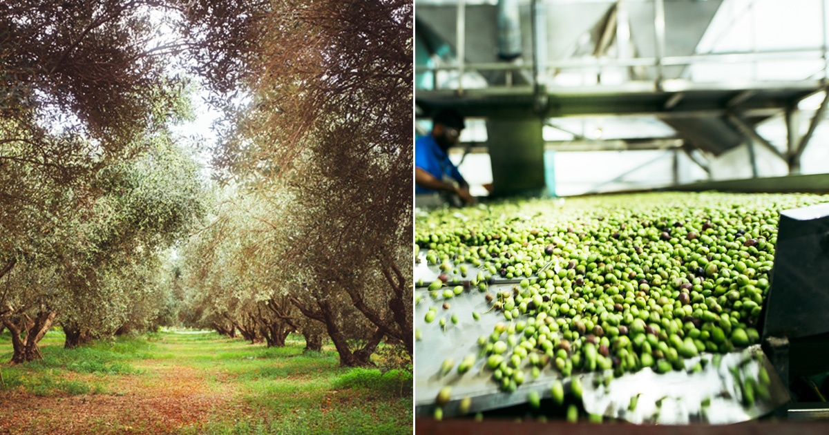 cleanthi-collage-olivetrees.jpg